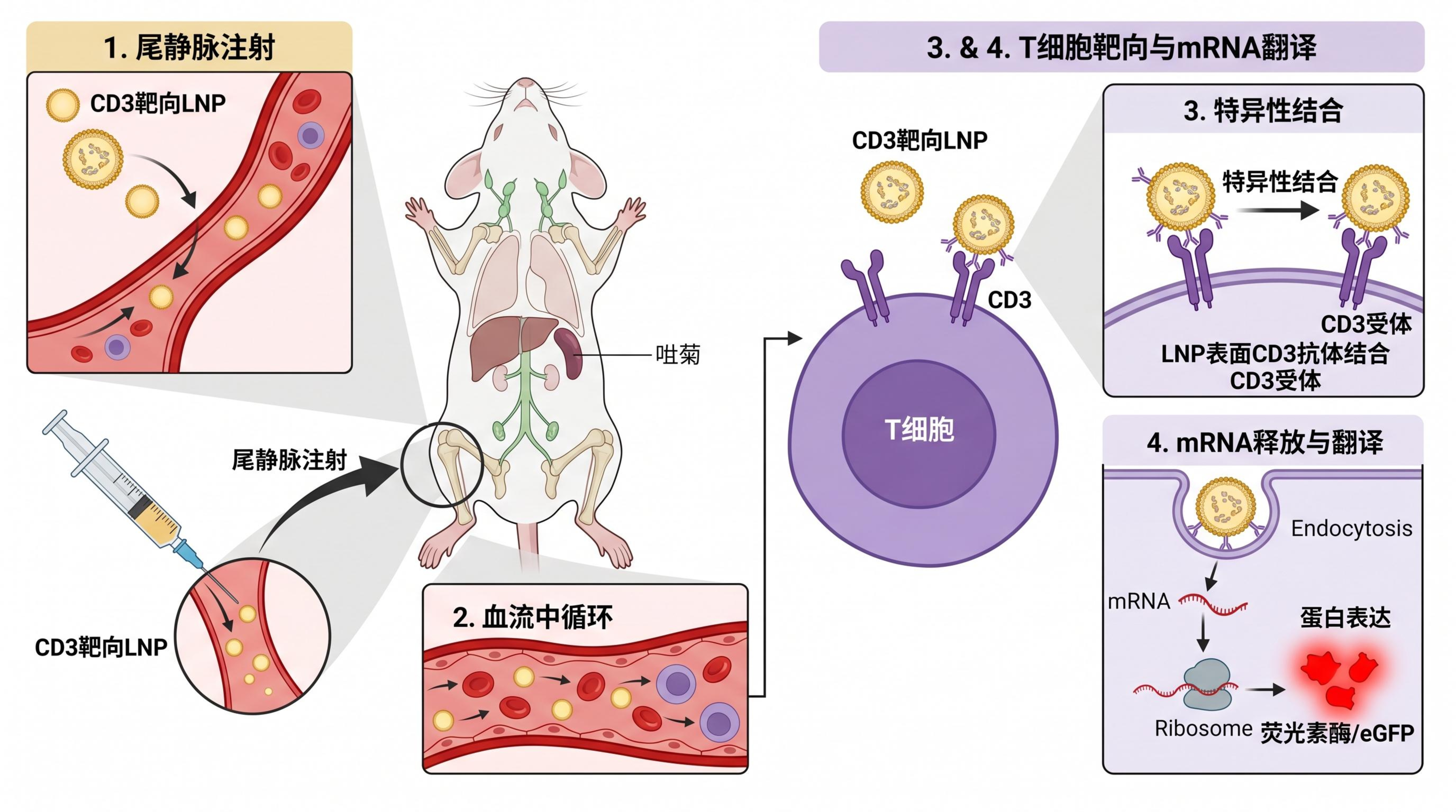 体内靶向示意图(小鼠模型 + T细胞靶向).jpeg