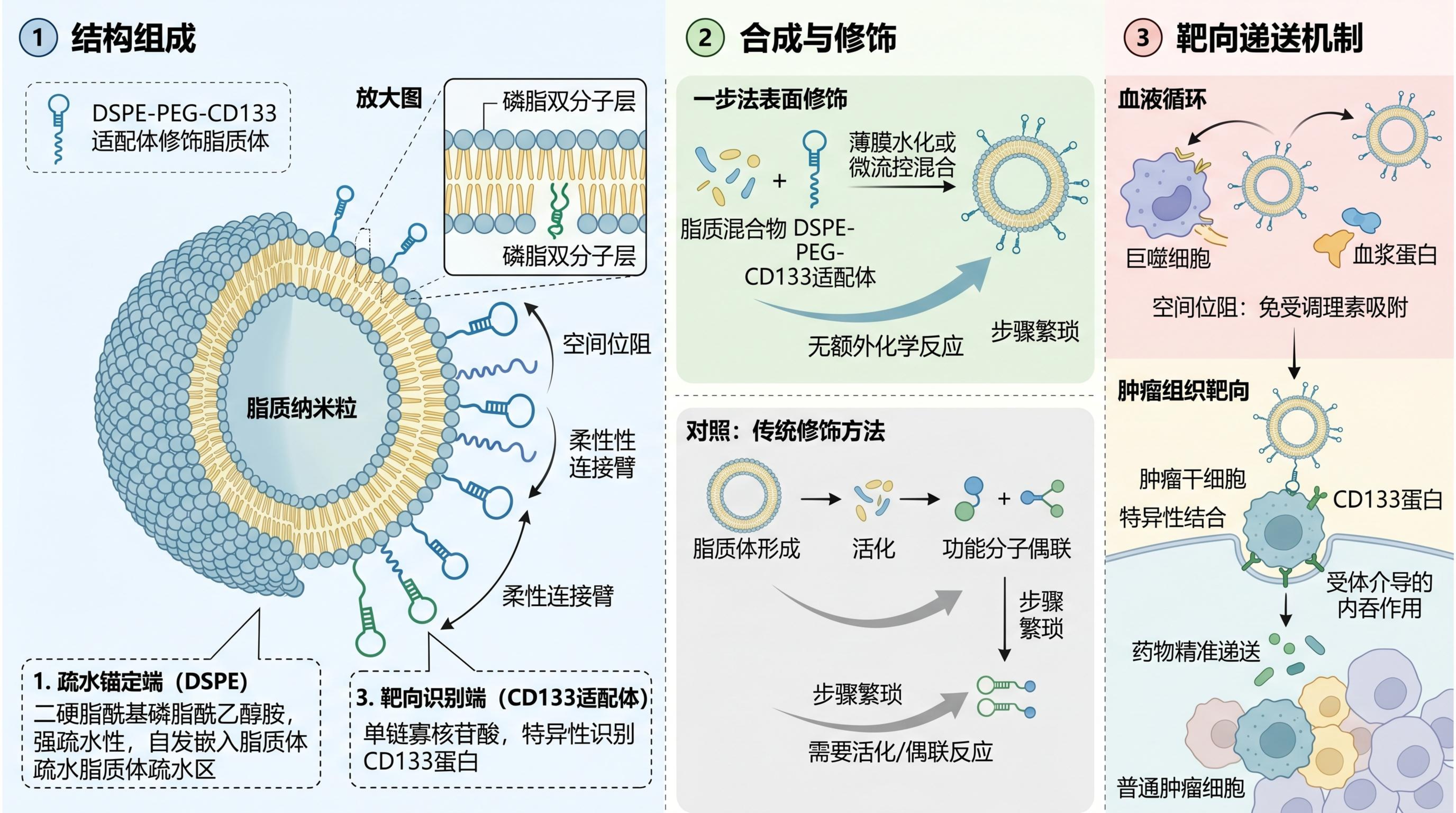DSPE-PEG-CD133的自组装机制.jpg