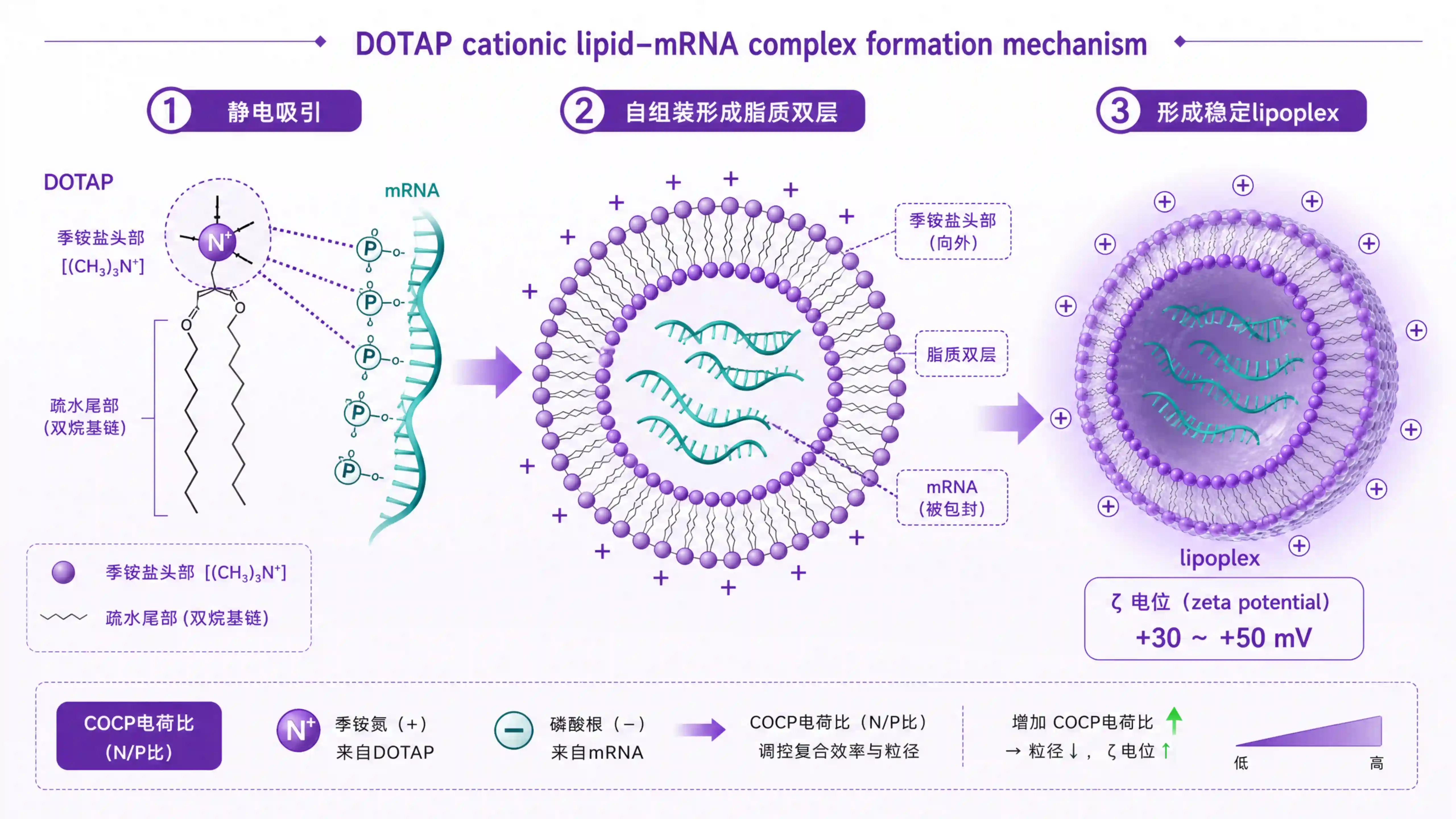 DOTAP阳离子脂质mRNA复合物机制图：DOTAP头部季铵盐正电吸附mRNA磷酸骨架形成lipoplex，自组装脂质双层包裹核酸，COCP电荷比1.5:1到3:1控制复合物zeta电位+30到+50mV