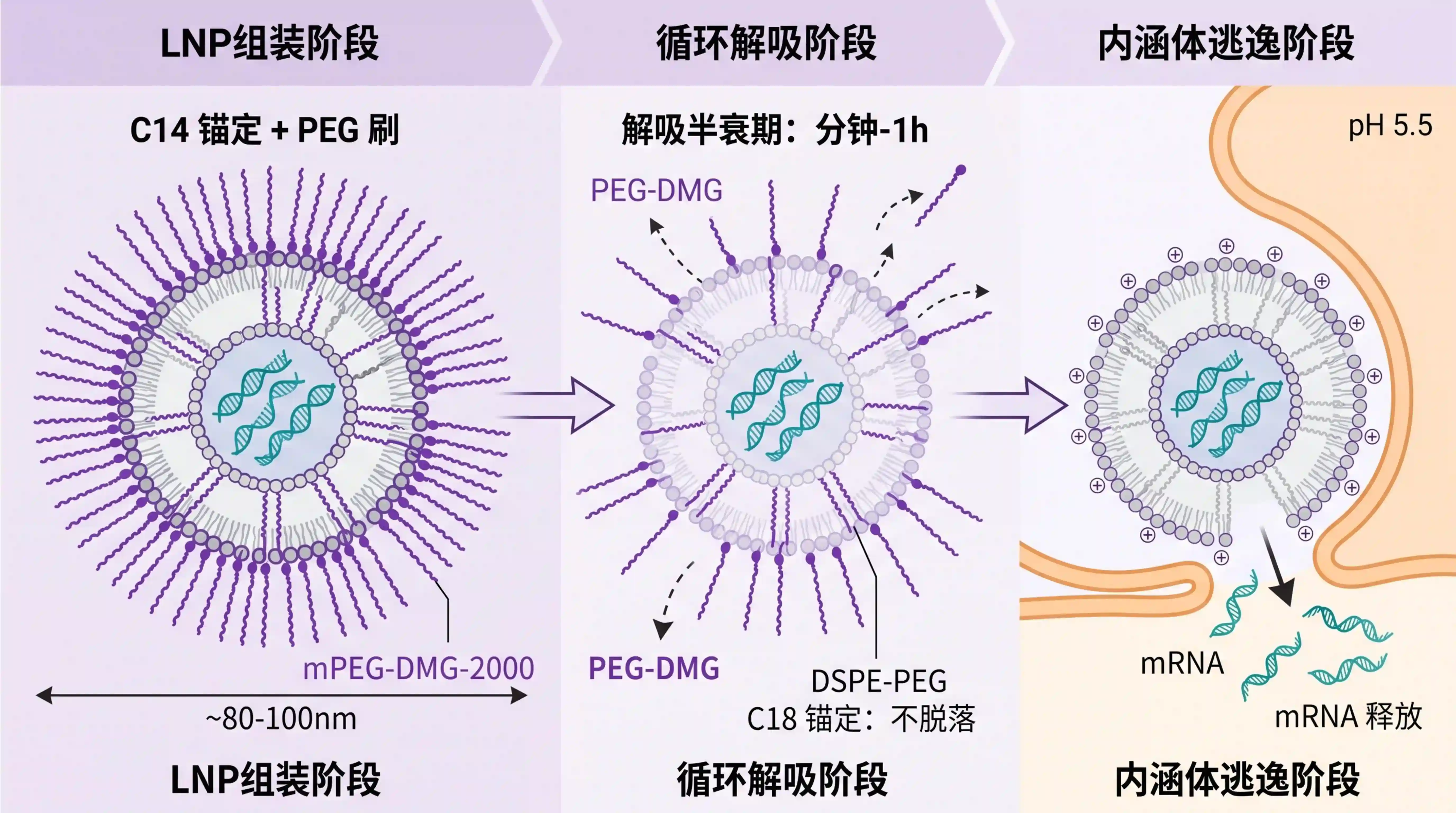 mPEG-DMG-2000在mRNA疫苗LNP中的锚定与解吸机制:ACU流控混合自组装、PEG脂质配方占比1.5mol%、体内循环PEG-DMG从LNP表面脱离暴露可电离脂质