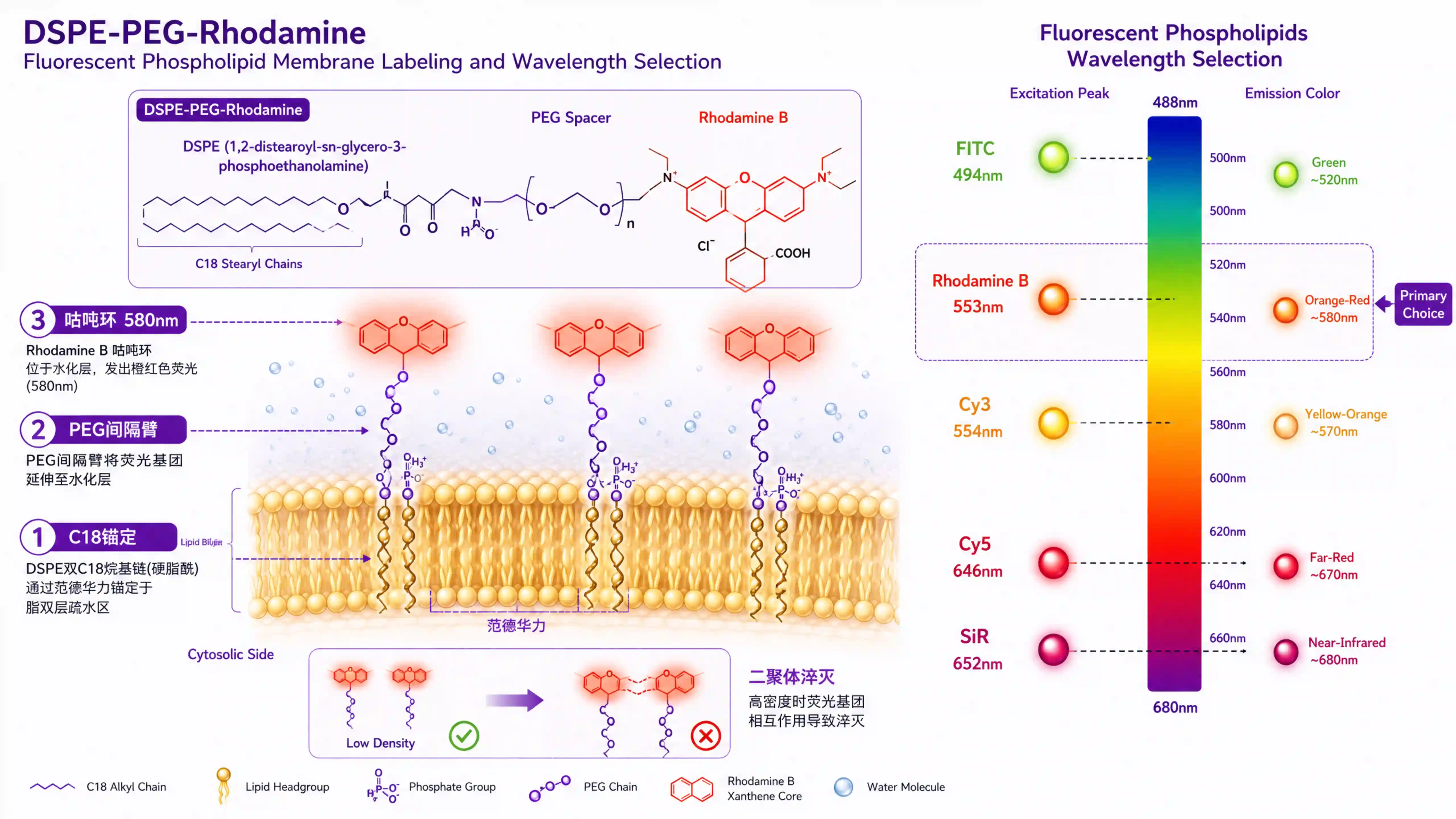 DSPE-PEG-Rhodamine 脂质体膜定位四步工艺流程图:DSPE 双 C18 链锚定脂双层外叶、Rhodamine 咕吨环在疏水核发荧光、PEG 间隔臂减少染料聚集、0.5-2 mol% 染料比例控制二聚体淬灭