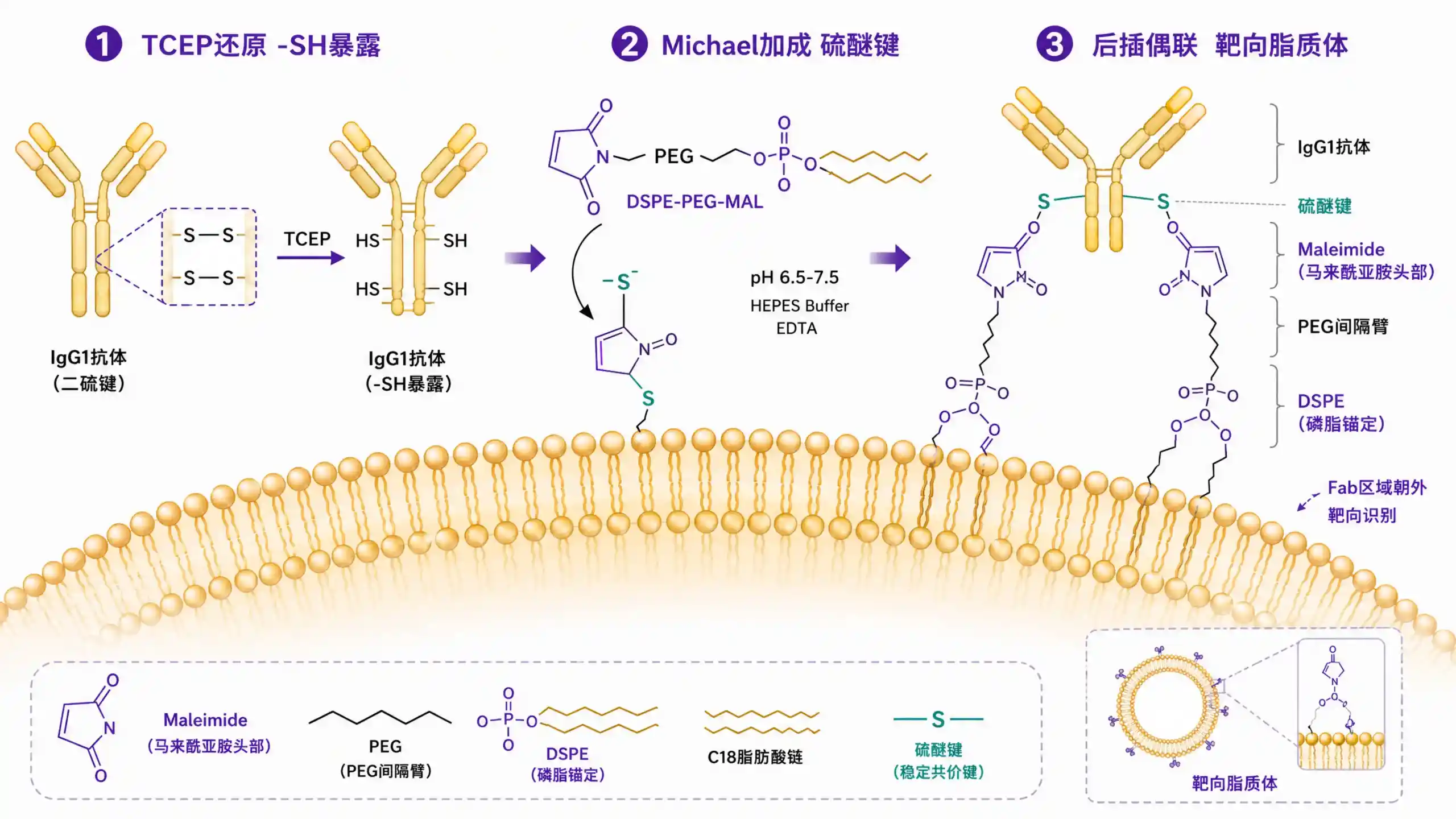 DSPE-PEG-Maleimide 马来酰亚胺磷脂：巯基偶联脂质体的活性端基选型
