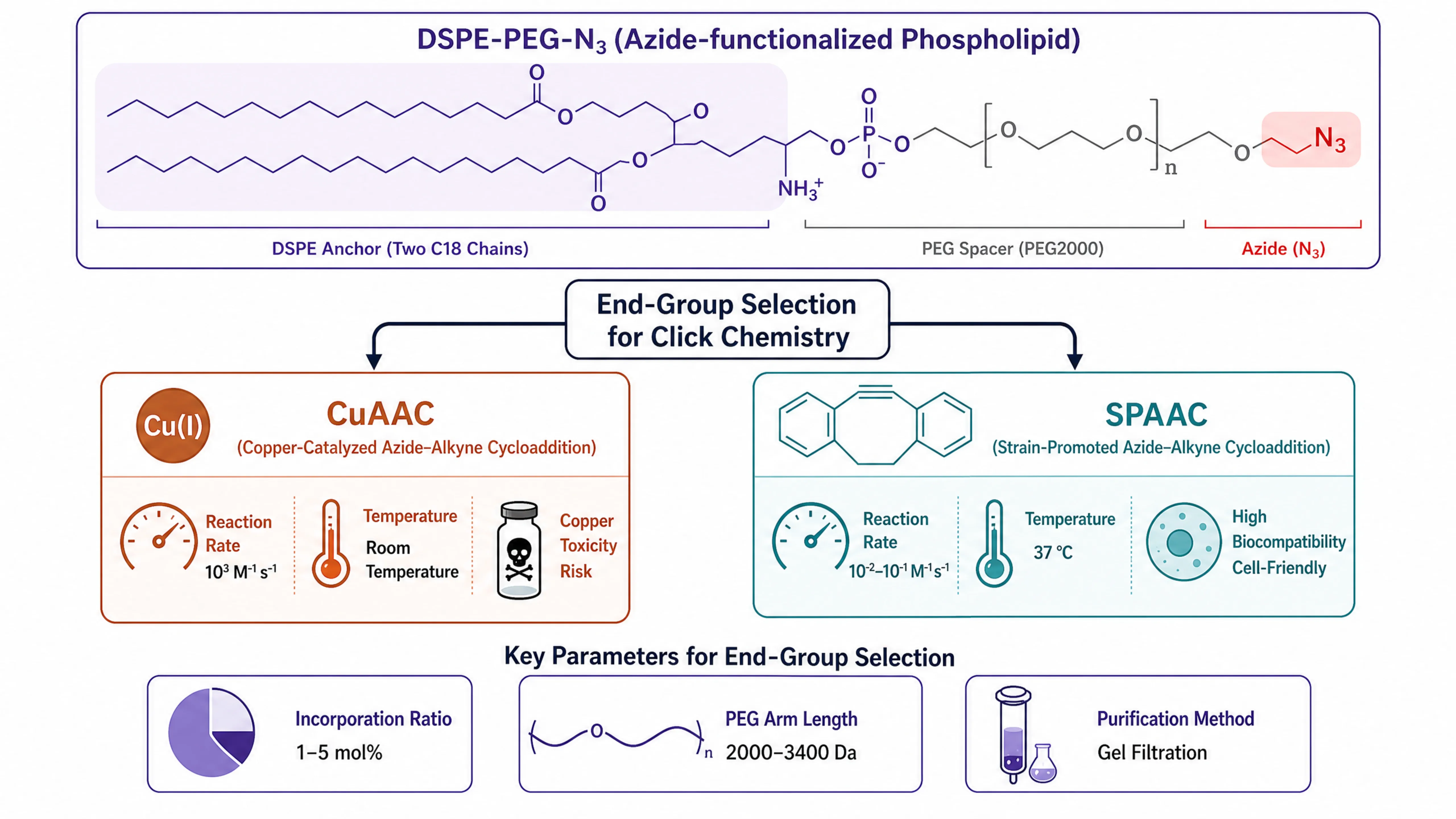 DSPE-PEG-N3叠氮化磷脂点击化学偶联选型工作流程：CuAAC铜催化路径与SPAAC无铜张力促进路径对比、六款PEG化磷脂端基参数对比、三个选型要点掺入比例1-5 mol%、PEG臂长2000-3400、偶联后凝胶过滤纯化
