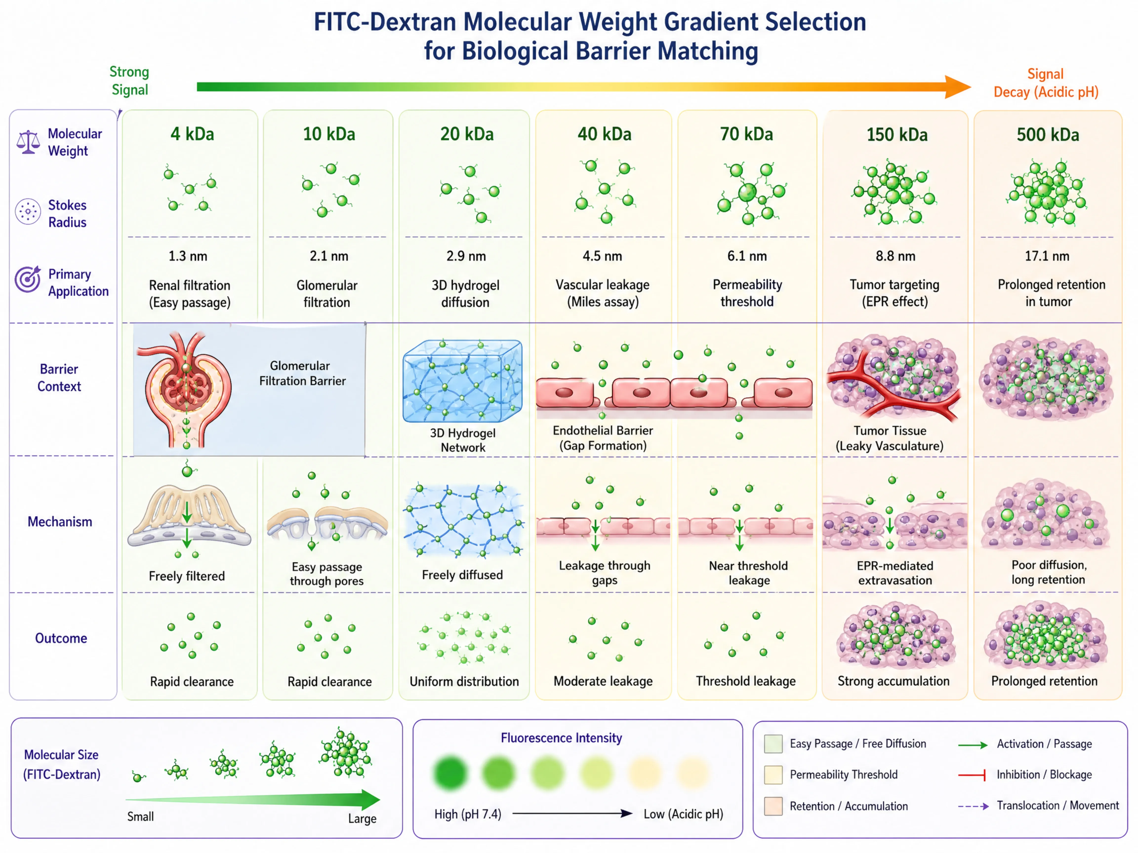 FITC-Dextran 分子量梯度选型示意图：4-2000kDa 七档分子量对应不同实验场景&mdash;&mdash;4kDa 肾小球滤过基准、10-20kDa 3D 水凝胶交联、40-70kDa 血管渗漏经典窗口、150-500kDa 肿瘤 EPR 效应、2000kDa 长滞留微球载体