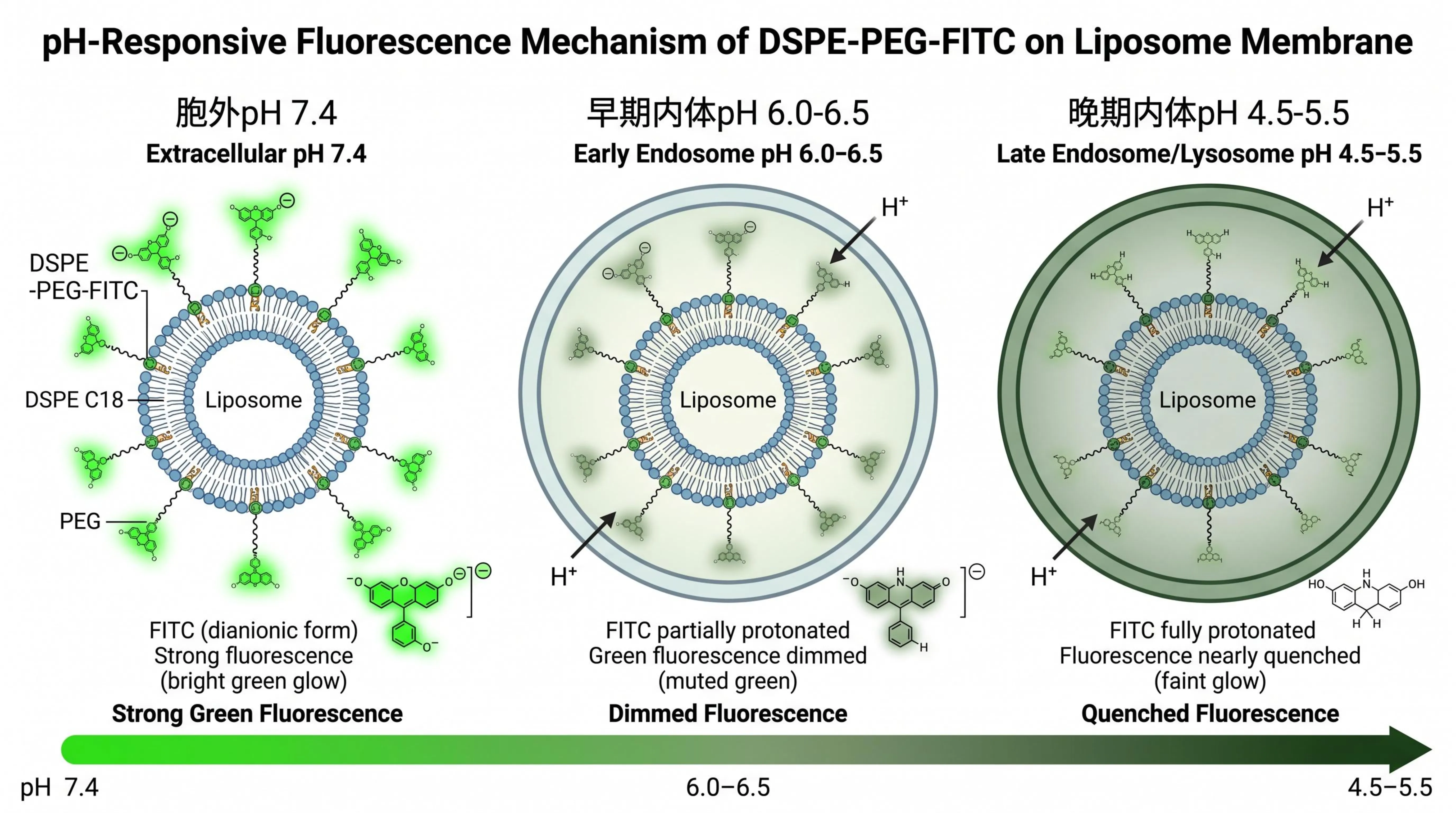 FITC pH响应机制示意图：DSPE-PEG-FITC在脂质体膜上随内体酸化荧光猝灭过程