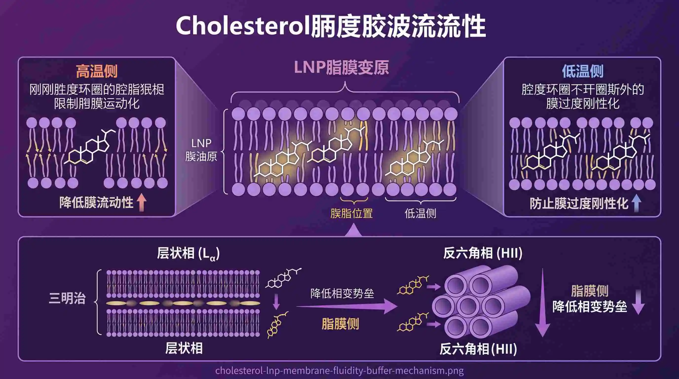 胆固醇：LNP配方中被低估的"第五组分"选型指南