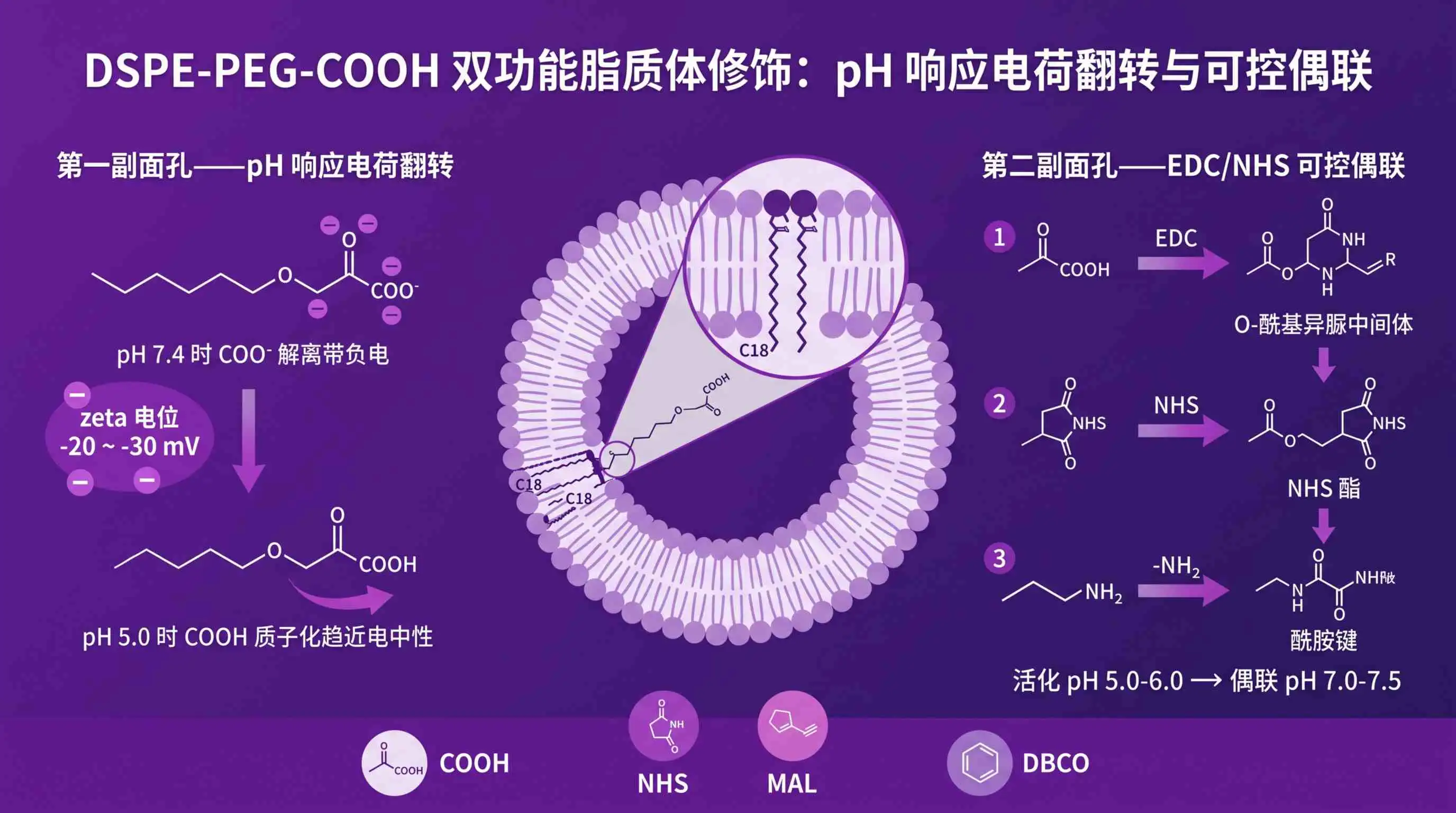 DSPE-PEG-COOH 羧基功能化磷脂：pH响应释放与可控偶联的端基选型