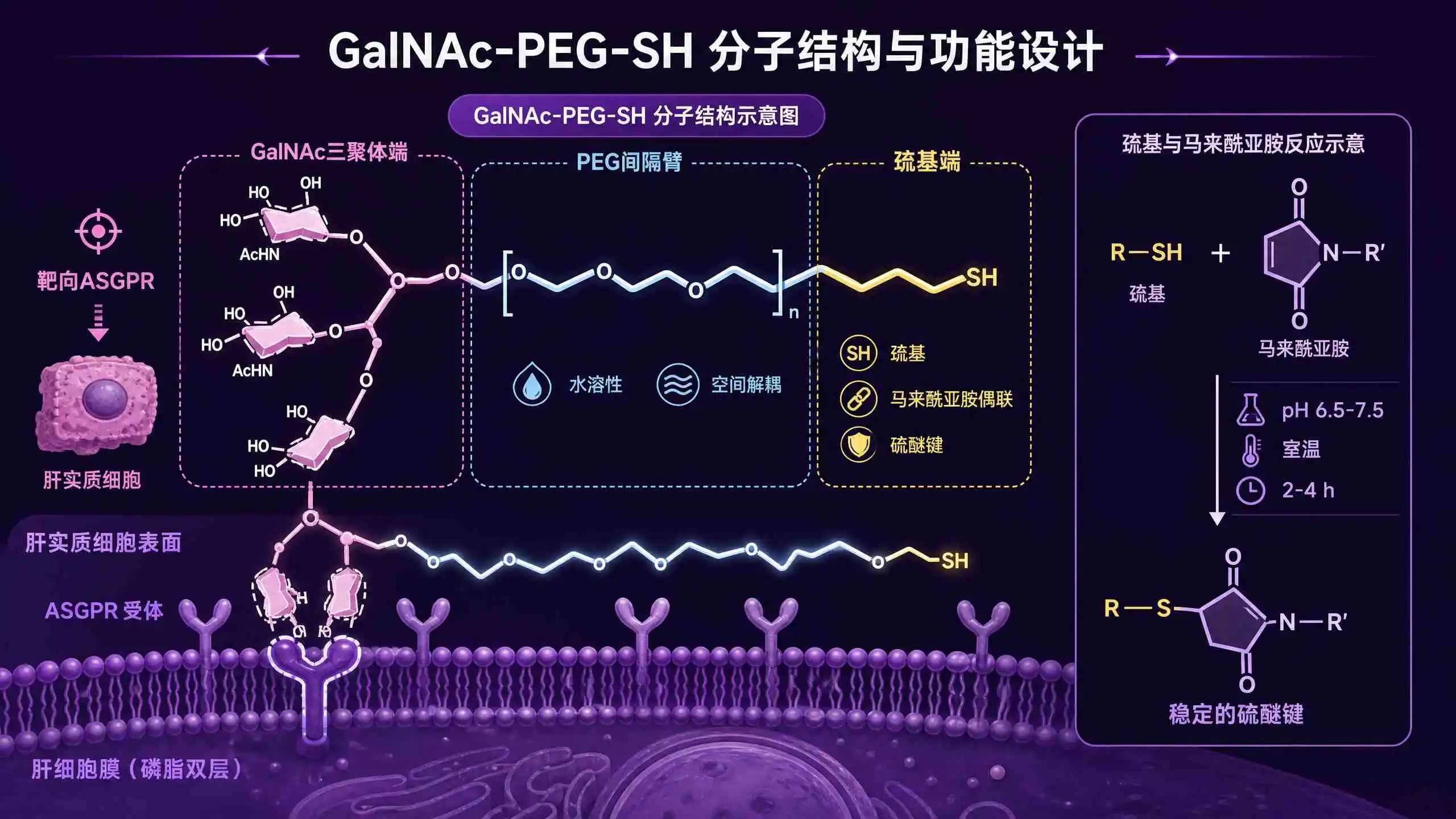 GalNAc-PEG-SH 小核酸肝靶向接头：三问设计逻辑