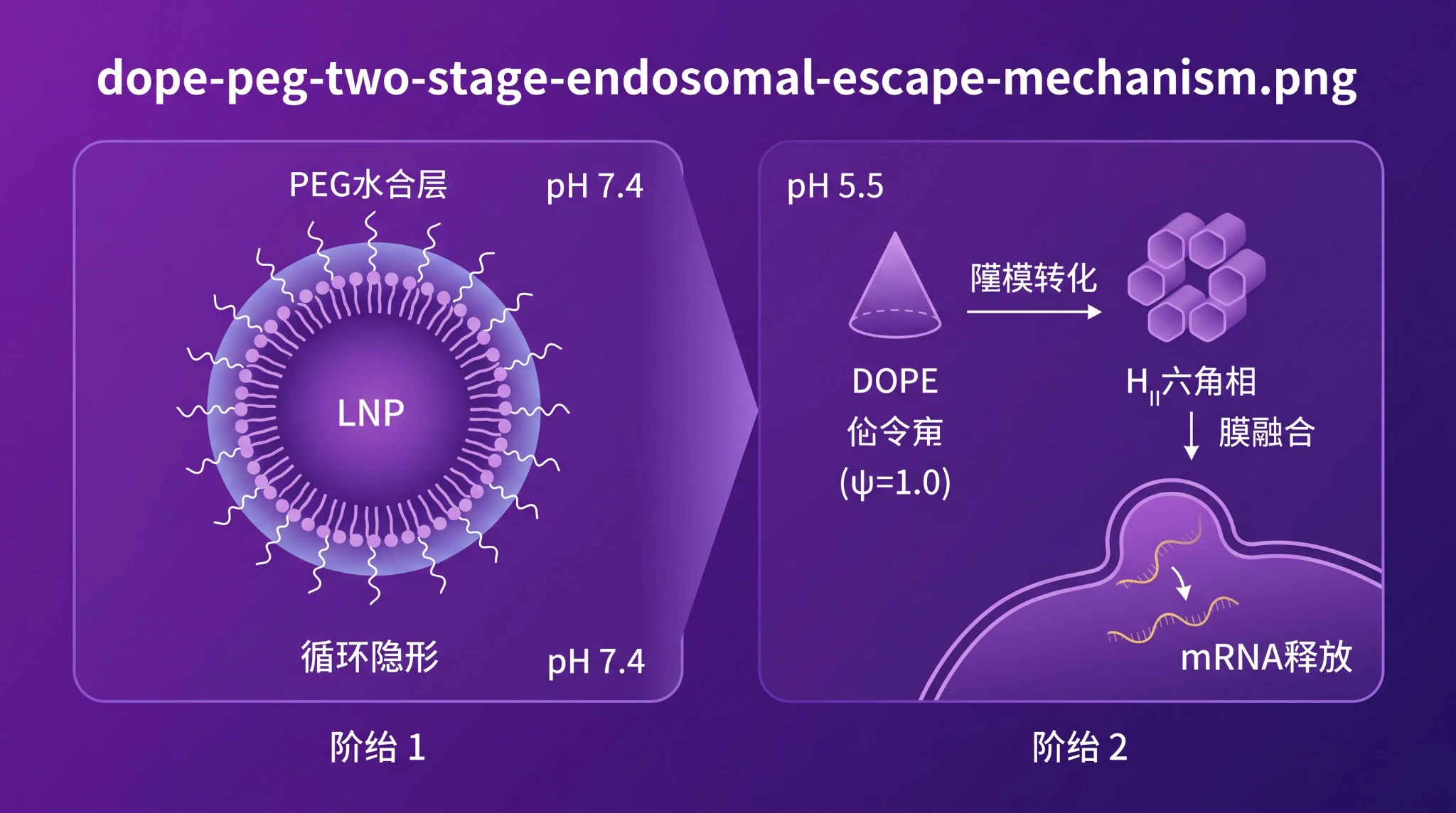DOPE-PEG二阶段：DOPE锥形与内涵体逃逸