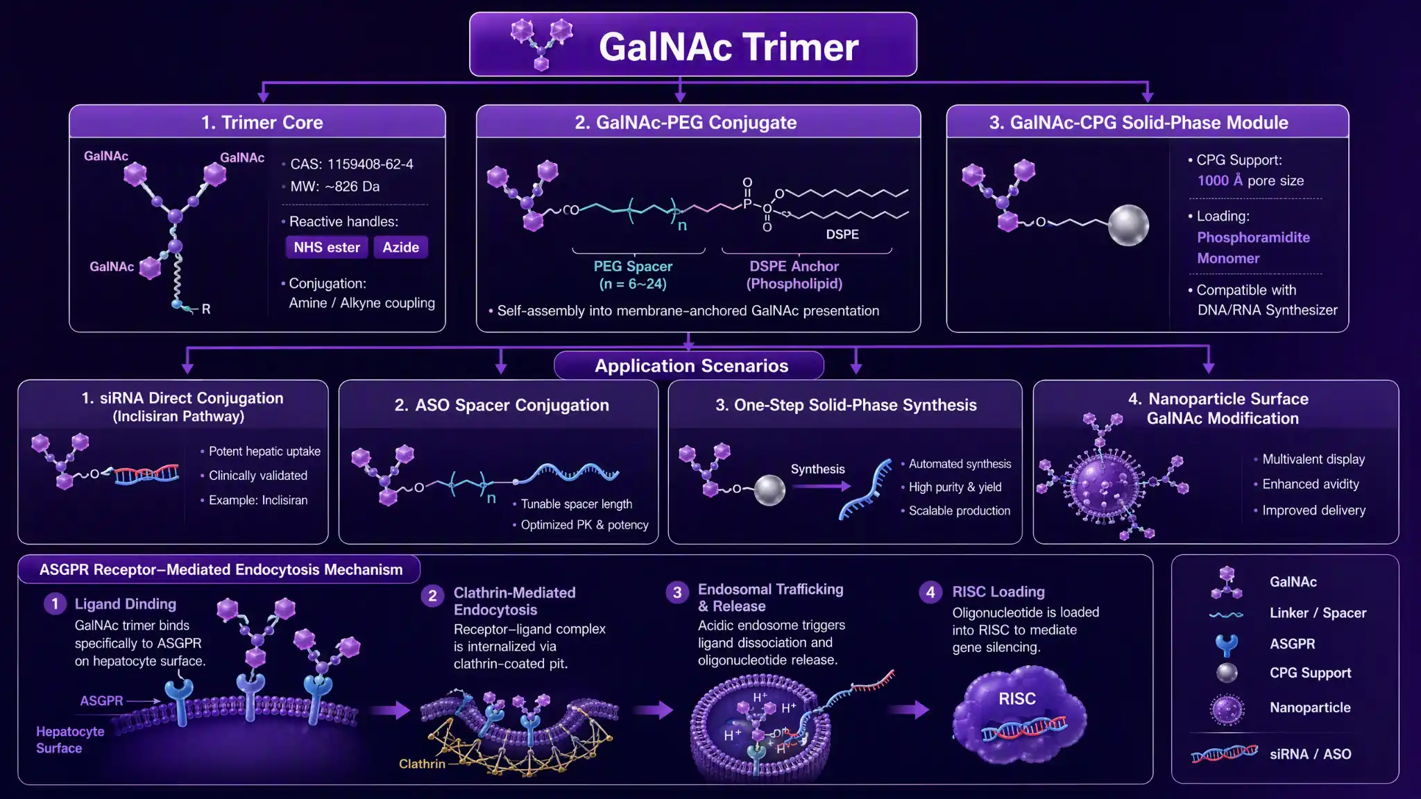 GalNAc 三聚体肝靶向寡核苷酸偶联三件套选型图:三触角结构经 ASGPR 内吞入肝细胞、GalNAc-PEG 间隔偶联 ASO、GalNAc-CPG 固相合成模块直接合成肝靶向寡核苷酸