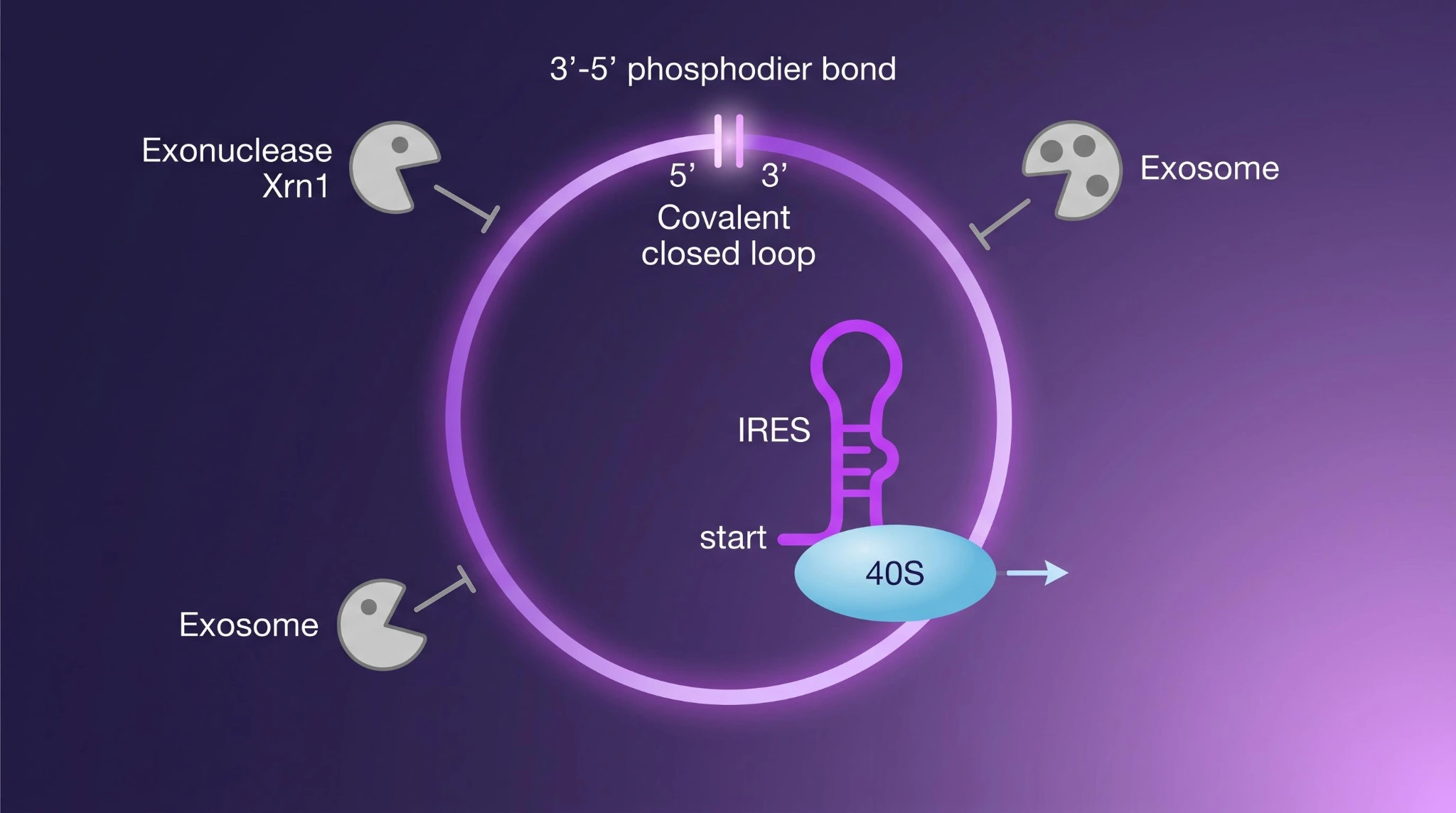 环状 RNA 共价闭环结构与 IRES 翻译机制示意图:5' 和 3' 端通过 3'-5' 磷酸二酯键连接形成共价闭环,外切酶无法从末端降解,IRES 序列介导核糖体进入启动翻译,避开对 5' 帽的依赖
