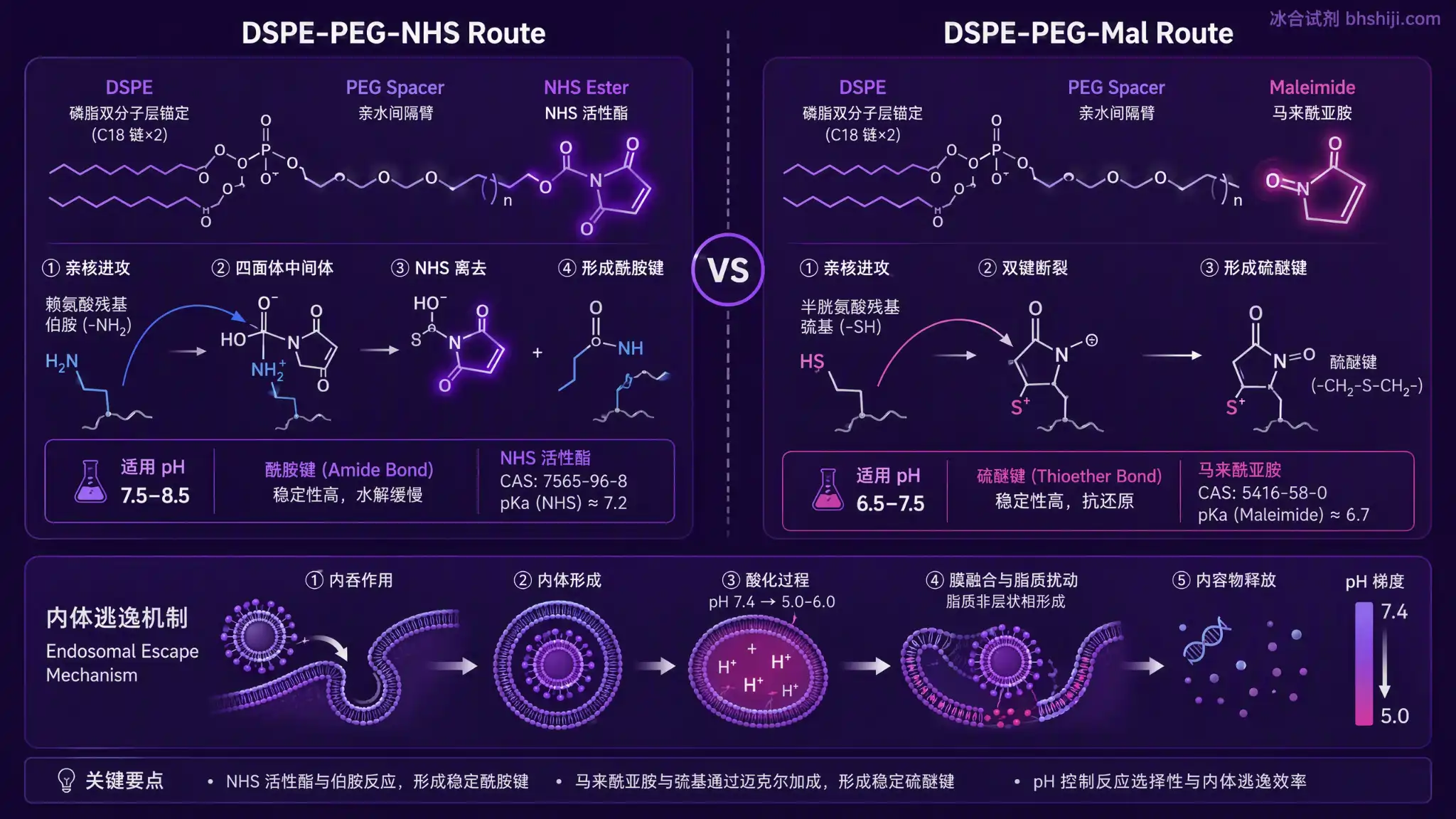 DSPE-PEG-NHS 与 DSPE-PEG-Mal 脂质-PEG 偶联化学四步流程图:DSPE 脂双层锚定 / PEG 间隔臂减少空间位阻 / 末端 NHS 或 Mal 活性基团与配体伯胺或巯基反应 / 脂质体表面配体密度控制