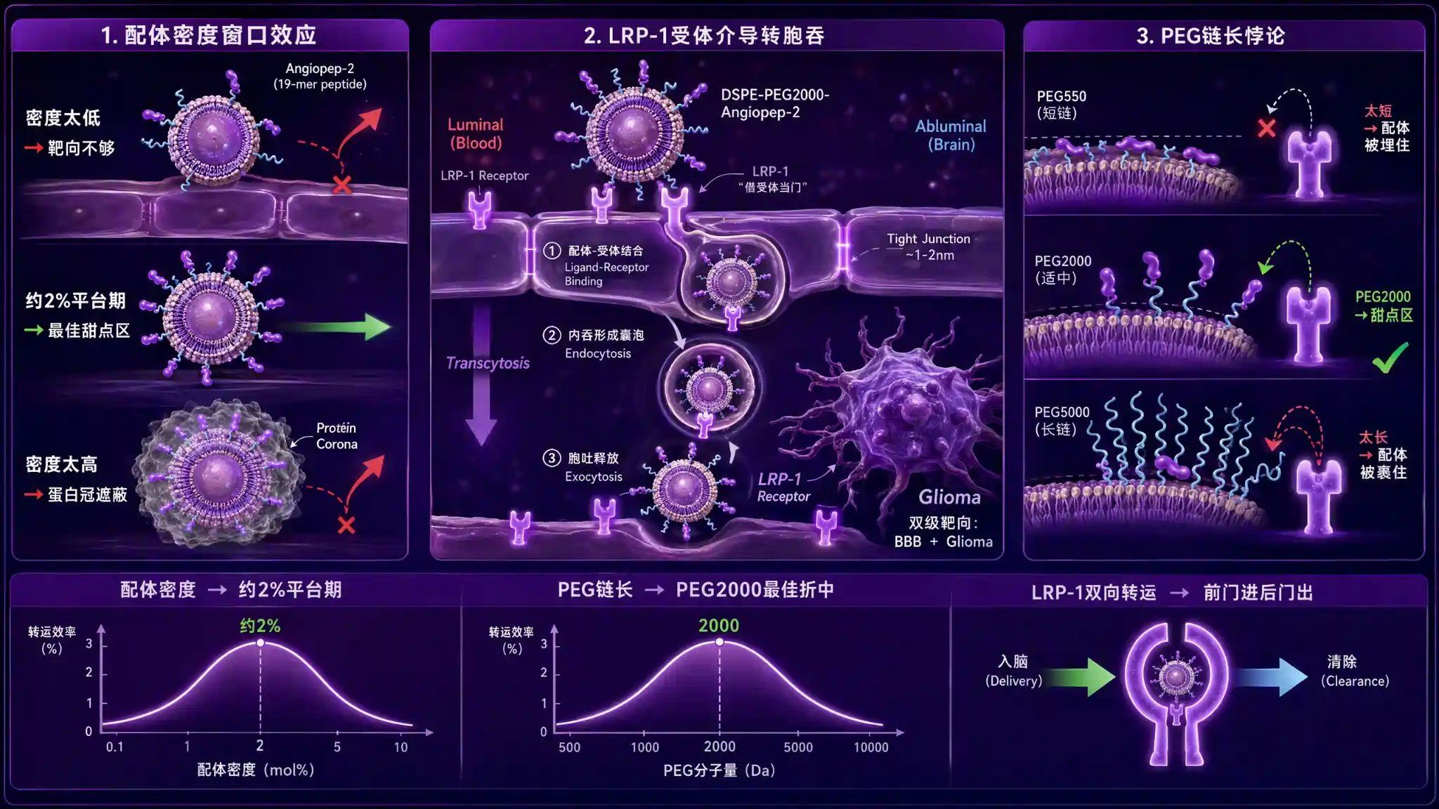 DSPE-PEG-Angiopep-2 脑靶向递送肽修饰磷脂：配体密度与PEG链长的协同决策