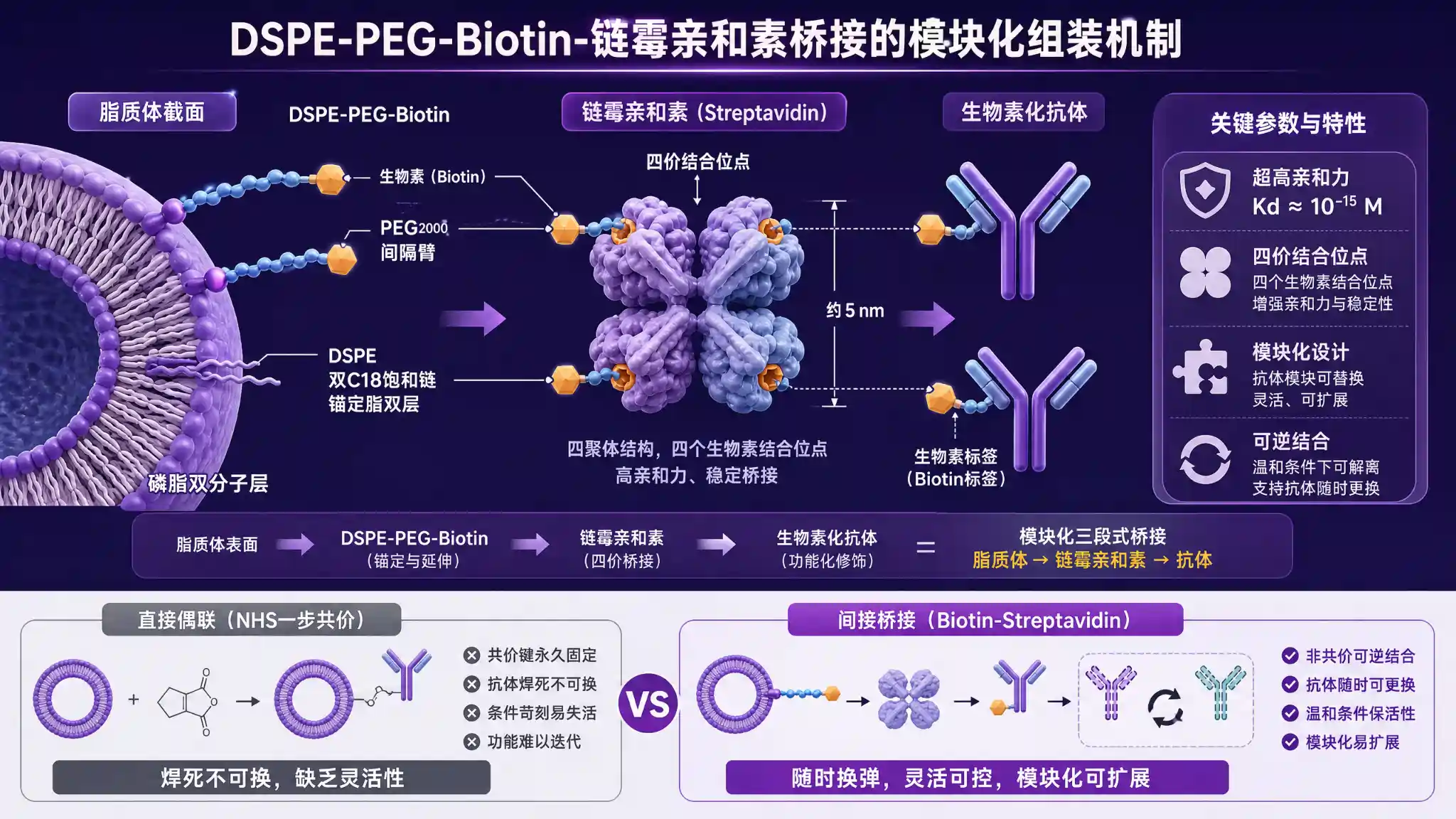 DSPE-PEG-Biotin 亲和素桥接模块化组装示意图：DSPE 双 C18 链锚定脂双层、PEG 间隔臂将生物素推至水合层外侧、链霉亲和素四聚体桥接生物素化脂质体与生物素化抗体、四价结合位点实现多价展示