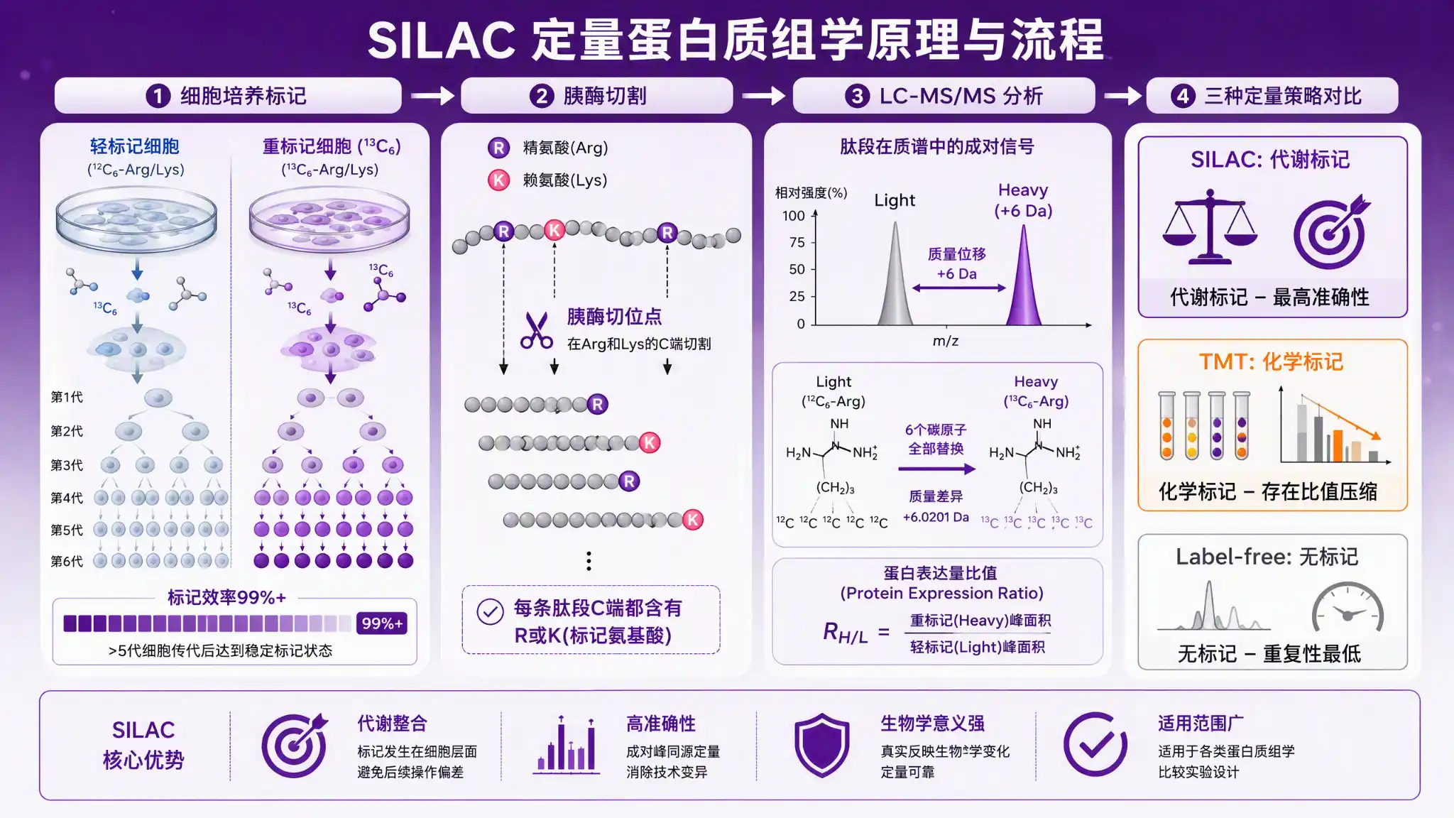 SILAC 代谢标记工作流程与氨基酸选择逻辑示意图:轻/重标记氨基酸细胞培养→胰酶酶切→LC-MS/MS定量→精氨酸和赖氨酸C端切位点确保每个肽段带标记