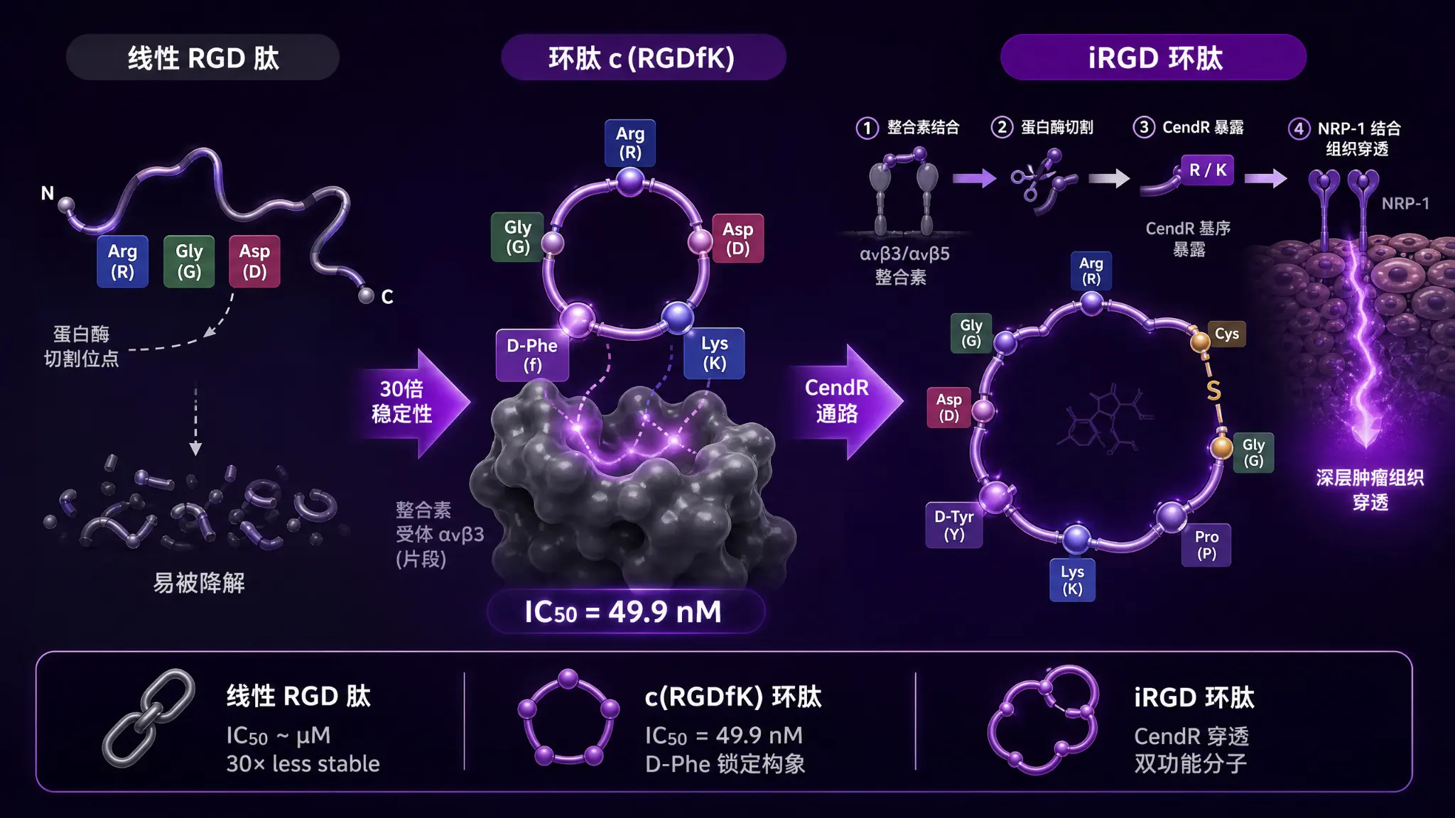 线性RGD、环肽c(RGDfK)与iRGD三种配体构效递进示意图：线性肽蛋白酶降解失活、环肽构象锁定亲和力跃升、iRGD经CendR通路介导肿瘤深层穿透
