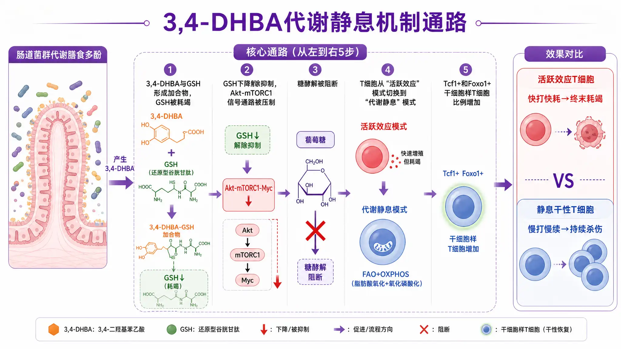 3,4-DHBA代谢静息机制通路图:肠道菌群代谢物耗竭GSH抑制Akt-mTORC1-Myc阻断糖酵解驱动T细胞代谢静息恢复干性