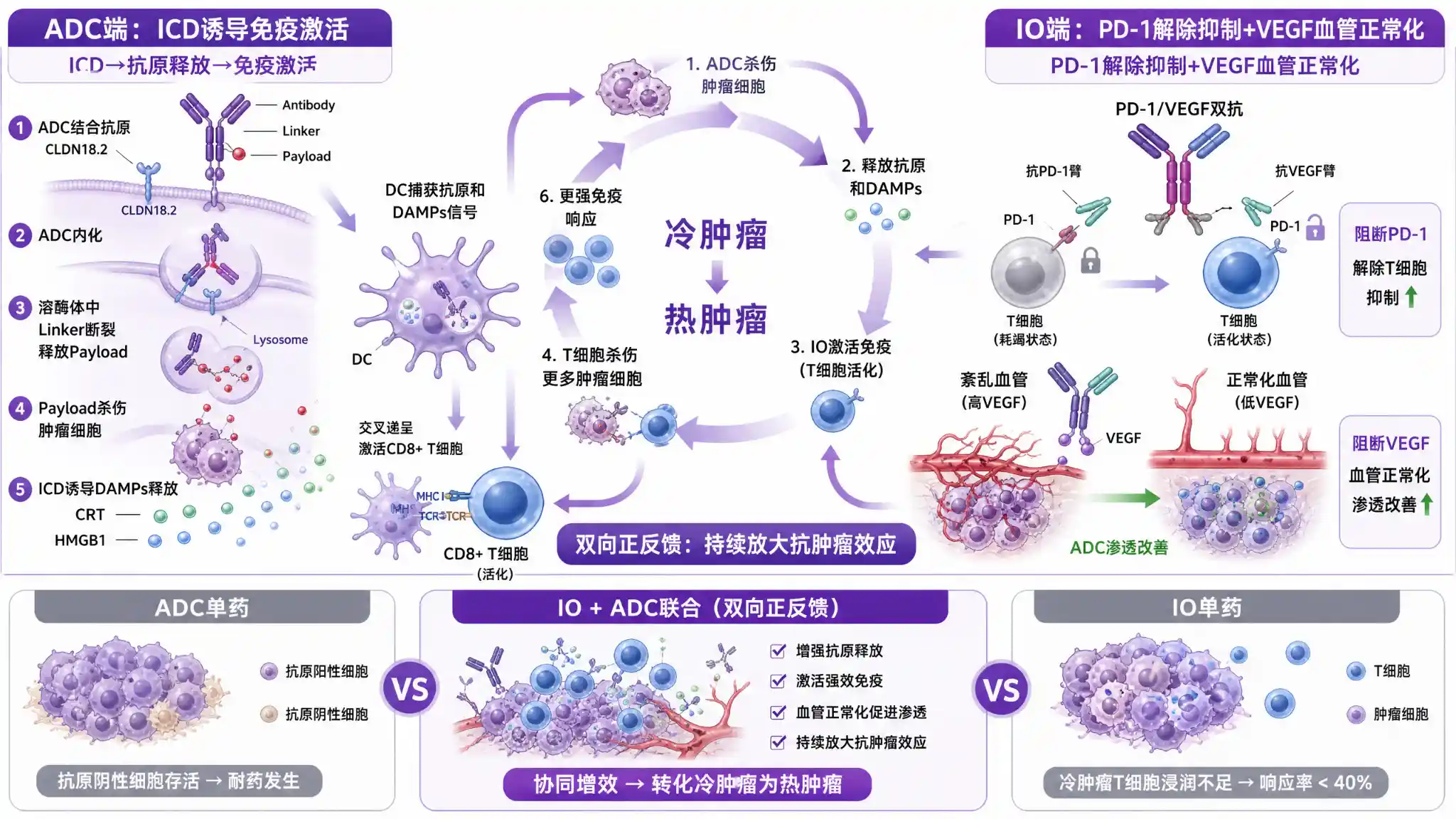 IO与ADC联合疗法双向正反馈协同机制详图：左侧ADC通过抗体识别肿瘤抗原内化后释放payload杀伤肿瘤细胞，诱导免疫原性细胞死亡ICD释放钙网蛋白和HMGB1危险信号，激活树突状细胞交叉递呈肿瘤抗原给CD8阳性T细胞；右侧PD-1/VEGF双抗同时阻断PD-1免疫检查点恢复T细胞杀伤功能和VEGF信号促使肿瘤血管正常化改善ADC渗透；中央正反馈环路箭头连接两条路径形成冷肿瘤变热肿瘤的完整免疫激活循环