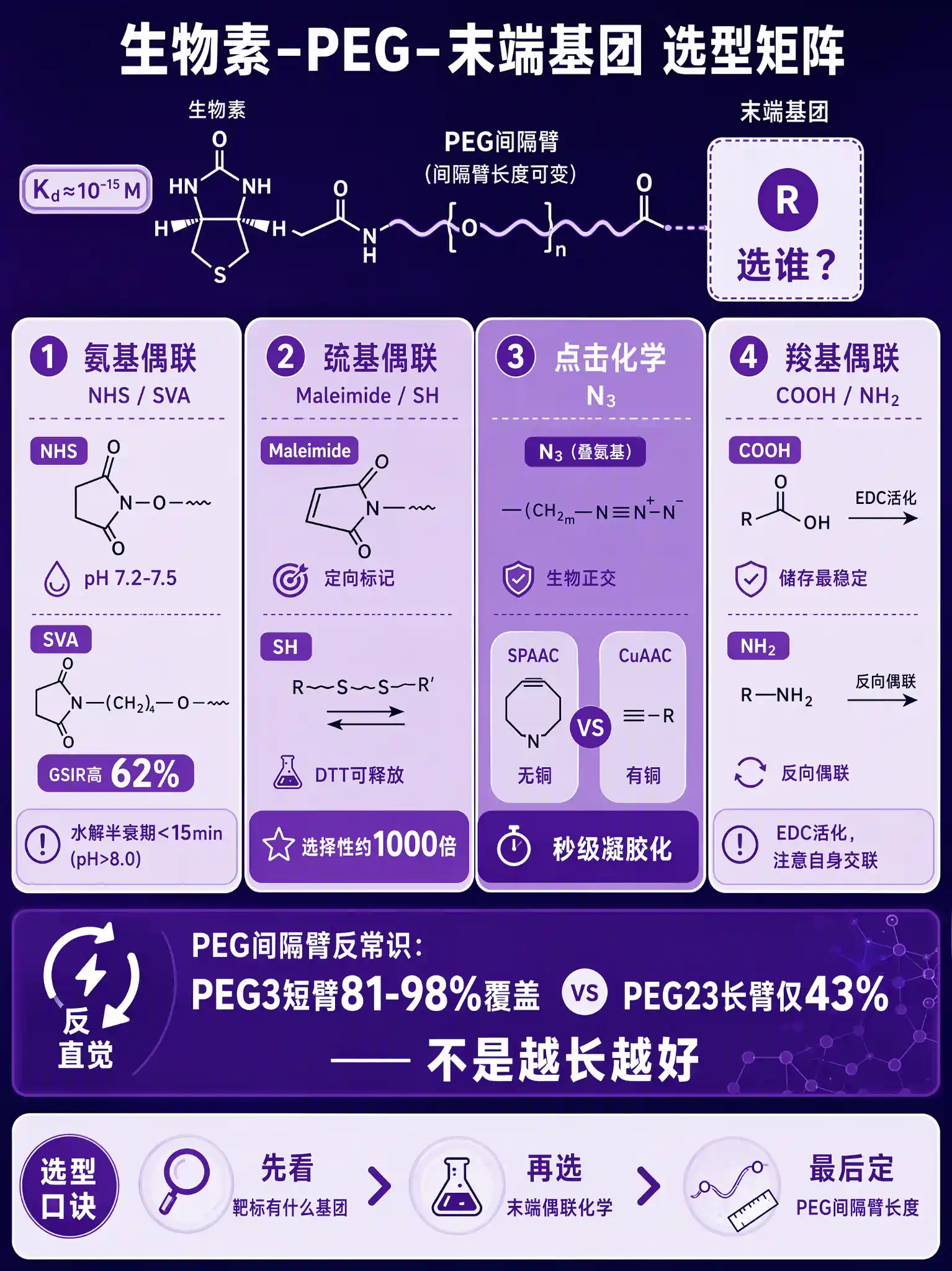 Biotin-PEG异官能团选型框架图:中心生物素-链霉亲和素分子结构,四面板分别展示氨基偶联NHS水解半衰期pH表、巯基偶联Maleimide定向标记vs NHS随机标记对比、点击化学N3生物正交SPAAC路线、PEG间隔臂反常识PEG3短臂81-98%覆盖vs PEG23长臂仅43%,底部选型口诀条带,品牌紫主色调科学插画