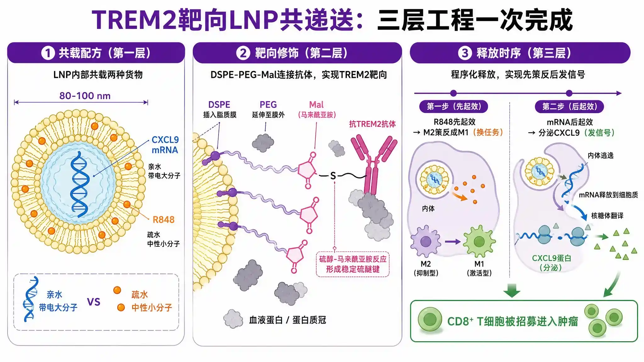 TREM2靶向LNP共递送三层工程耦合示意图：共载配方层mRNA内水相R848膜嵌入、靶向修饰层DSPE-PEG-Mal抗体偶联、释放协调层R848先起效mRNA后起效的时序设计