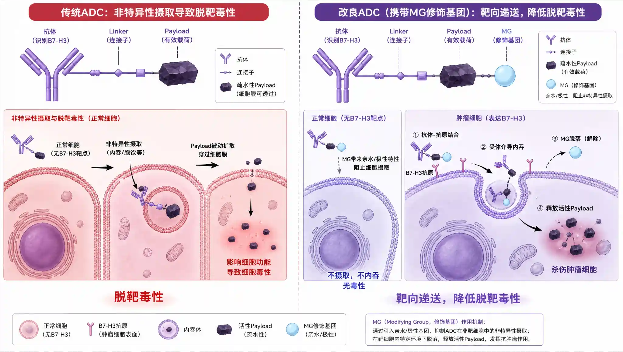 ADC payload亲水修饰技术PMT机制示意图：Modifying Group改变drug-linker极性降低非特异性摄取，进入靶细胞后MG解除释放活性payload