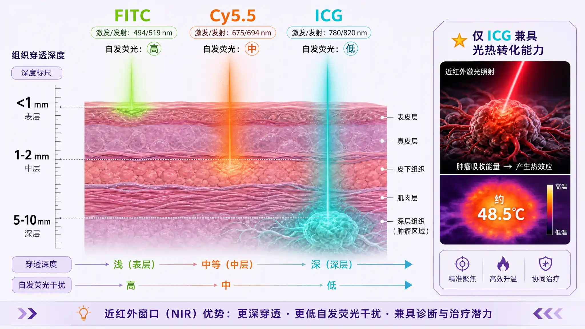 FITC、Cy5.5、ICG三种荧光染料的激发波长梯度与组织穿透深度对比示意图,标注近红外窗口5至10毫米穿透优势及ICG独有的光热转化能力