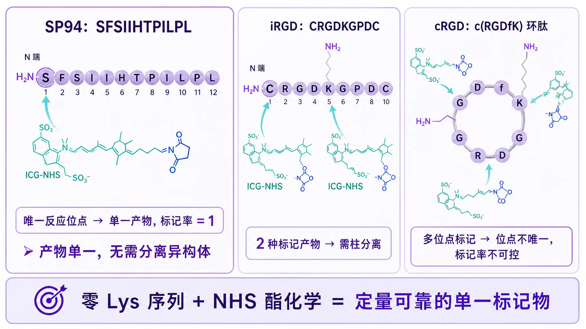 SP94序列无赖氨酸无半胱氨酸使ICG-NHS标记率天然为一的化学机制示意图,对比iRGD与cRGD环肽多位点标记产生混合物的差异