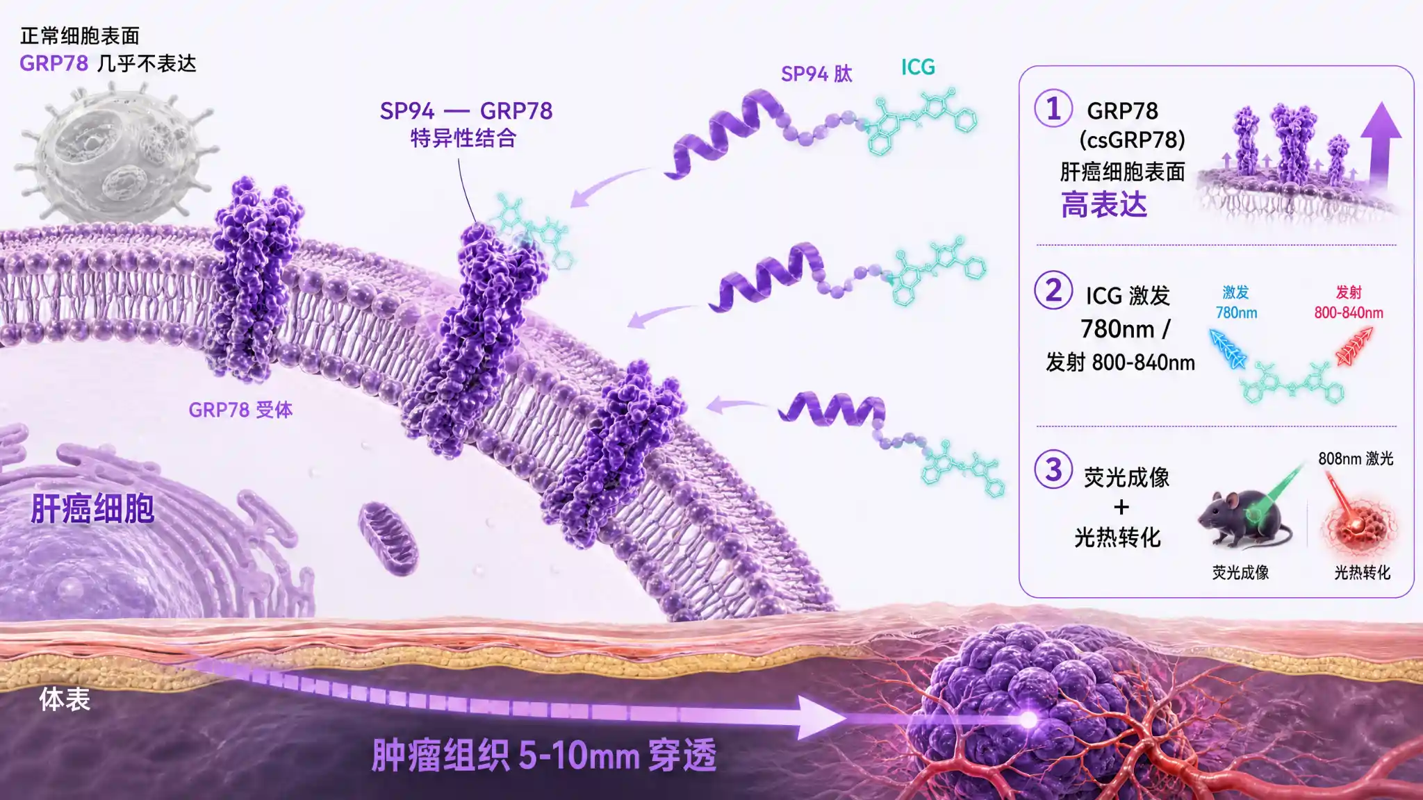 SP94多肽经GRP78受体靶向肝癌细胞表面的机制示意图,结合ICG近红外荧光成像与光热转化能力,标注靶向识别、荧光读出与光热治疗三个阶段