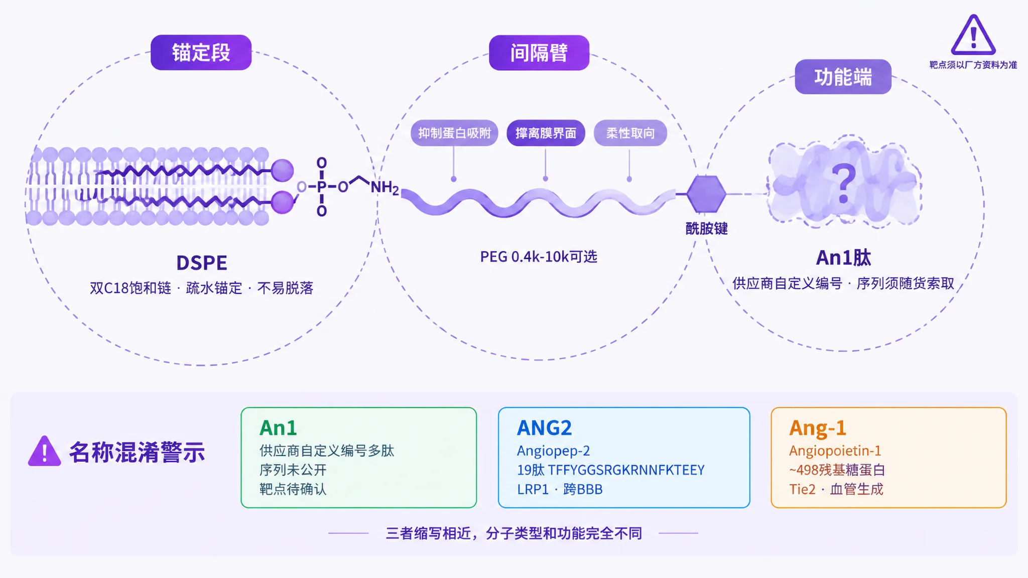 DSPE-PEG-An1三段式结构示意图：DSPE双C18链嵌入脂质双层，PEG柔性间隔臂形成水化层，An1肽经酰胺键连接于PEG末端
